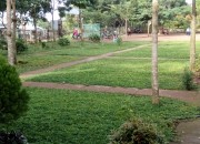 Xanh hóa sân trường Xanh hóa sân trường